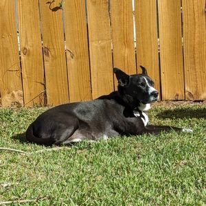 Meet your Posher, Joy